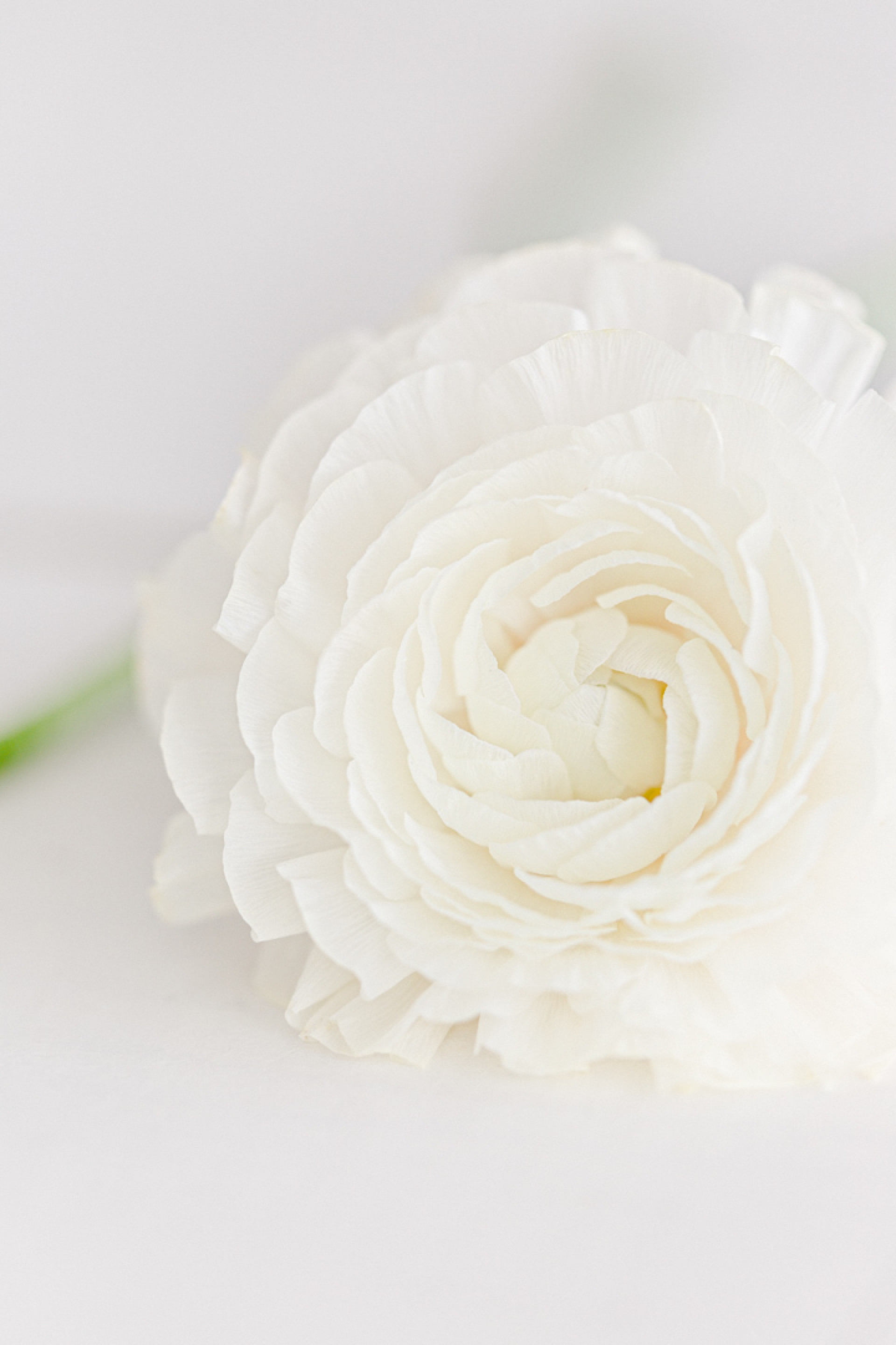 Inspiration Printemps